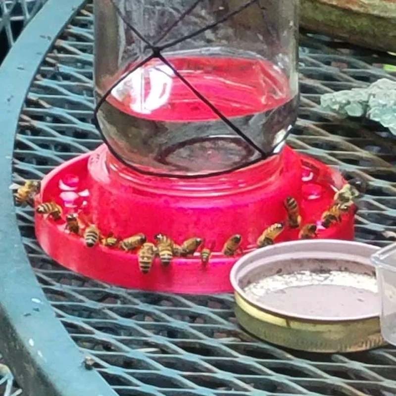 Bienenfutterstation für normale Einmachgläser