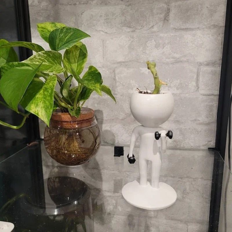 Sportliche Sukkulenten-Topfpflanzen