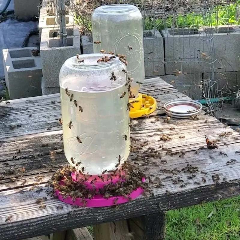Bienenfutterstation für normale Einmachgläser