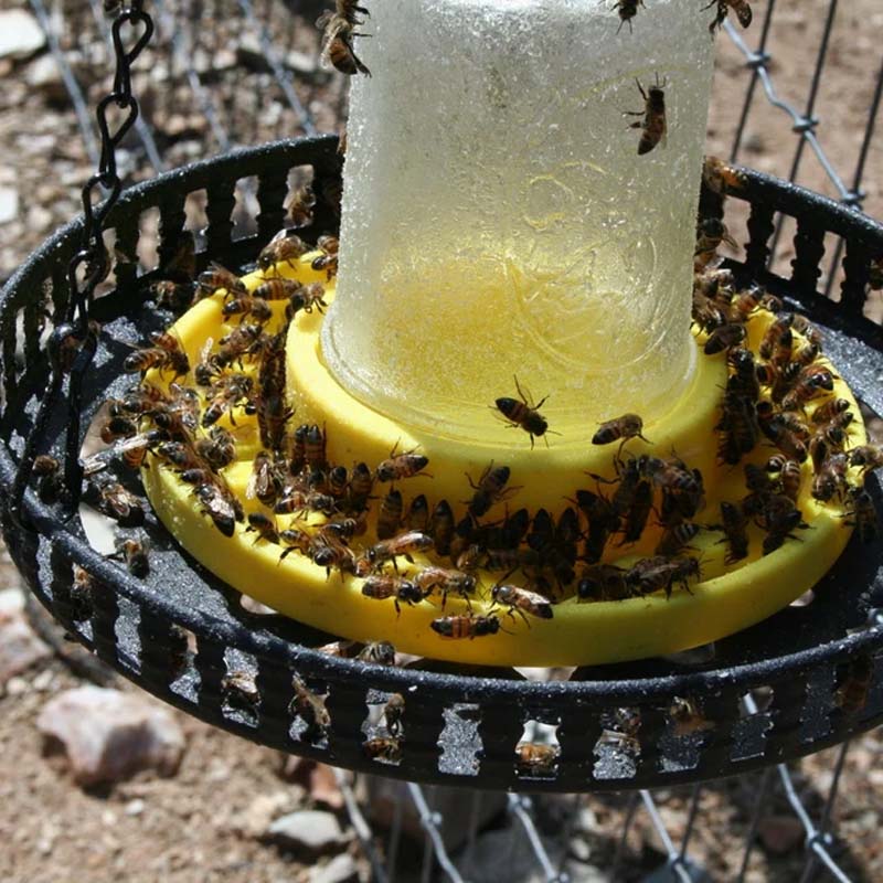 Bienenfutterstation für normale Einmachgläser