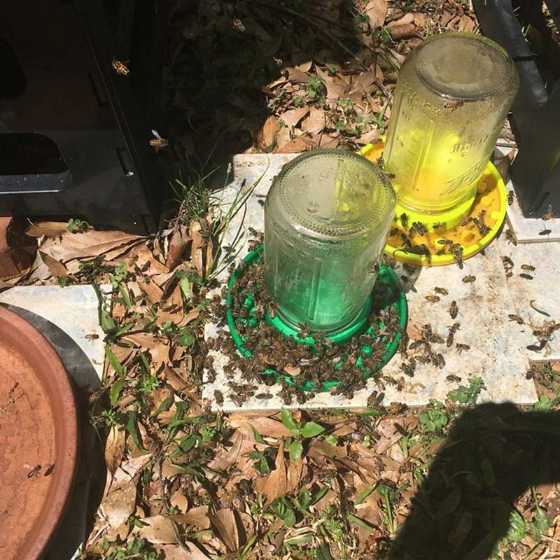 Bienenfutterstation für normale Einmachgläser